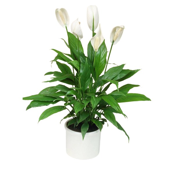spathiphyllum natural