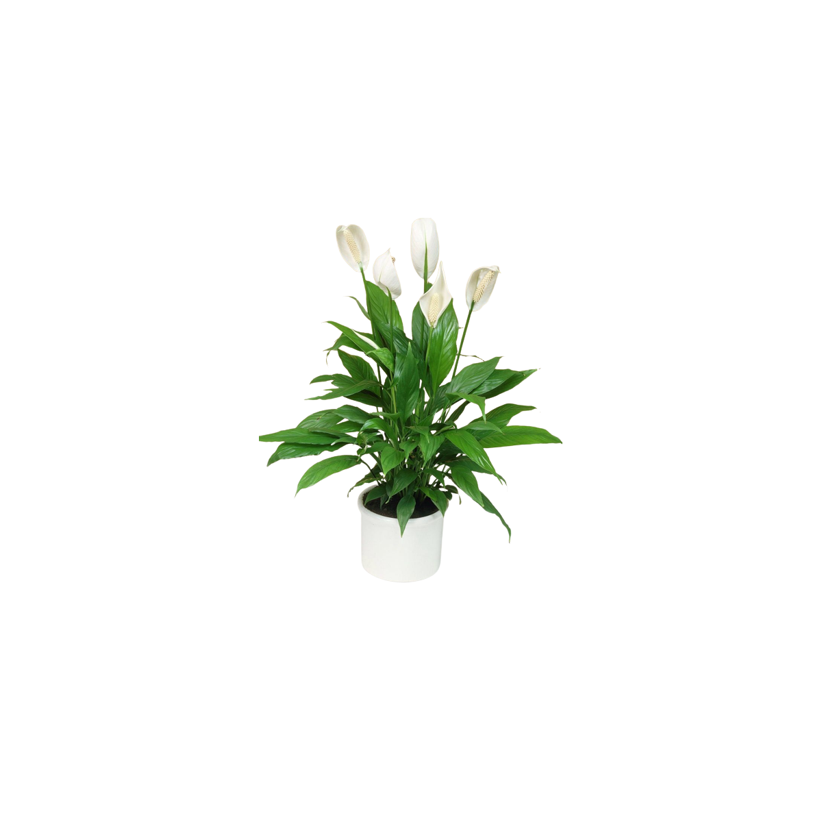 spathiphyllum natural