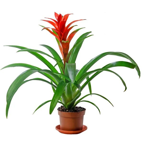 Guzmania roja natural