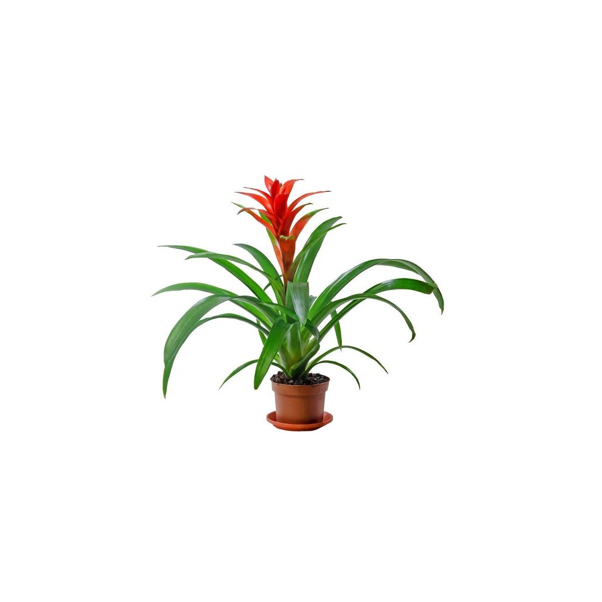 Guzmania roja natural
