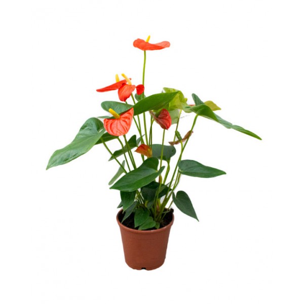 Anthurium