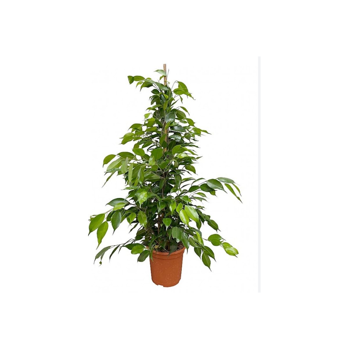 Ficus benjamin