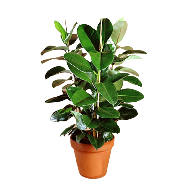 Ficus de hoja grande