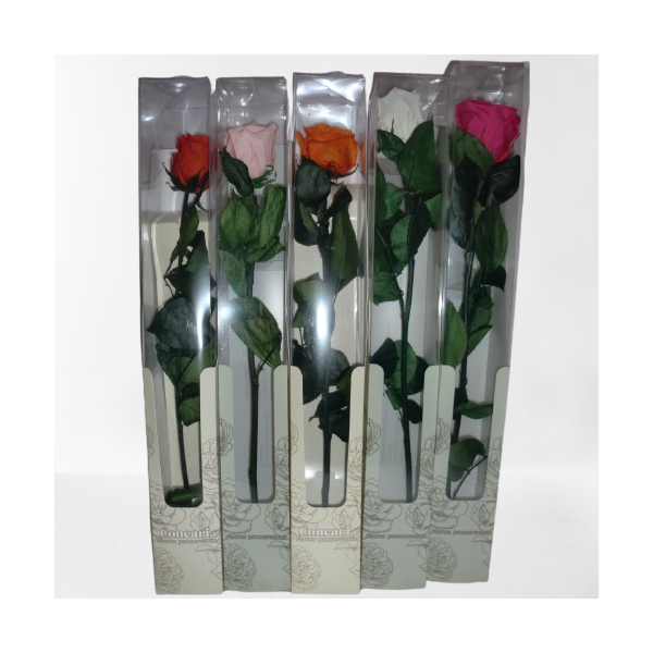 Rosa preservada