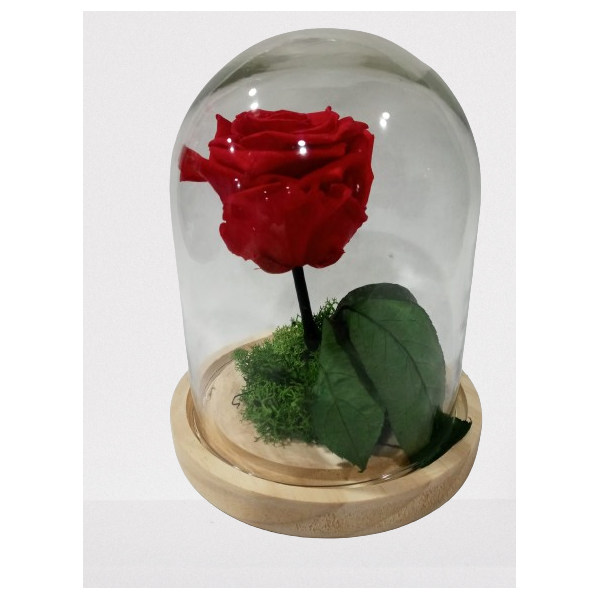 Cupula con rosa preservada pequeña