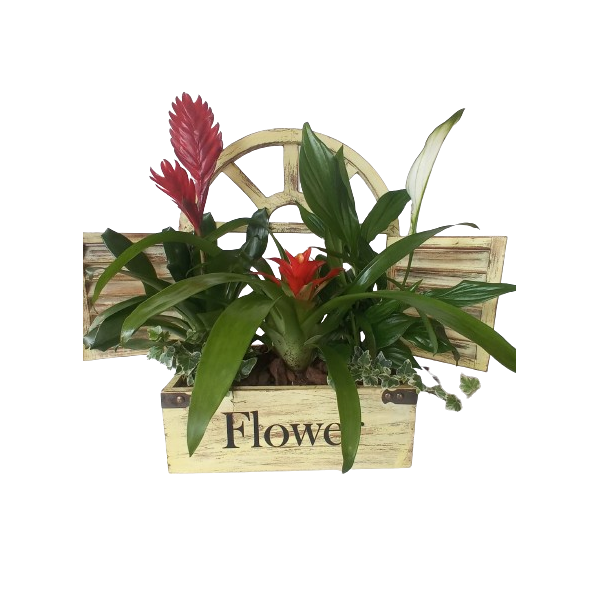 Cajita de Plantas