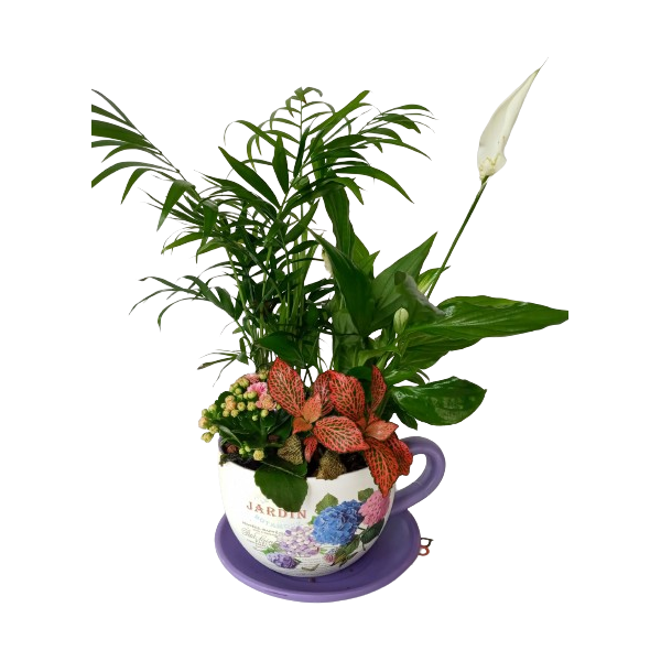 Tacita de plantas naturales