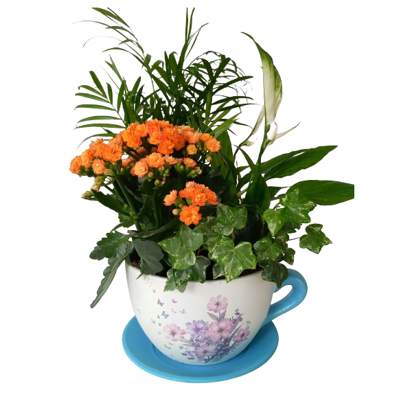 Taza de plantas naturales