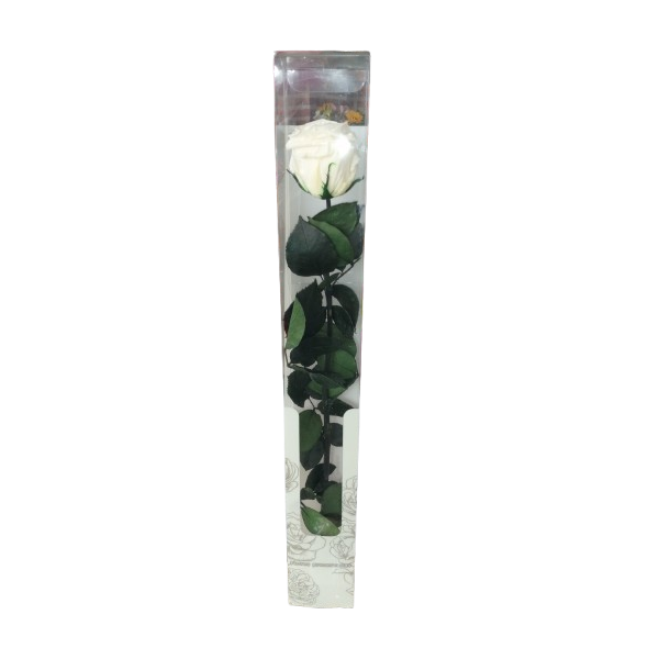Rosa preservada blanca