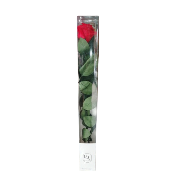 Rosa preservada roja