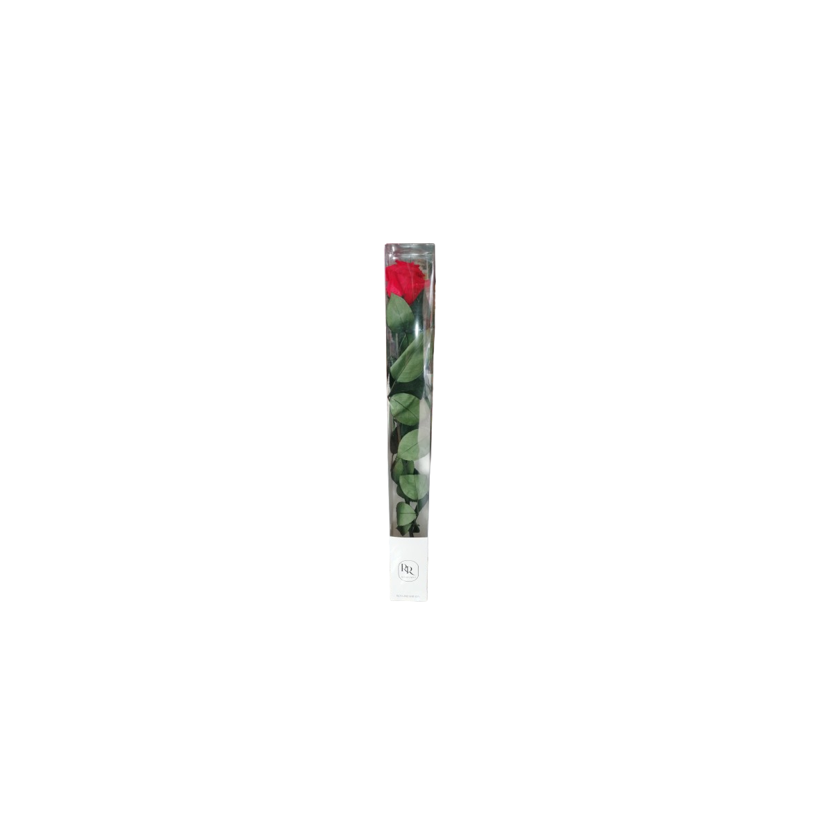 Rosa preservada roja