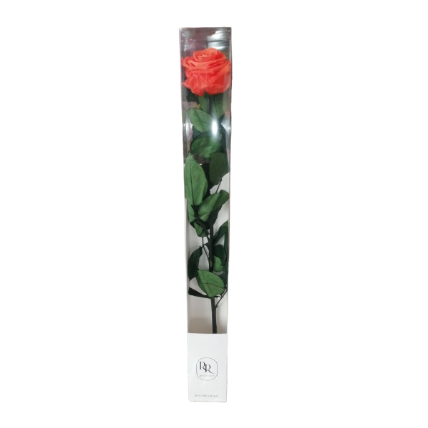 Rosa preservada rosa