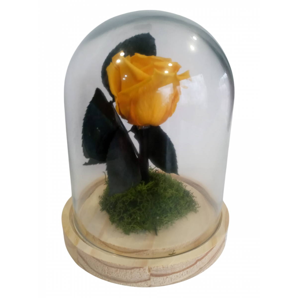 Cupula con rosa amarilla preservada