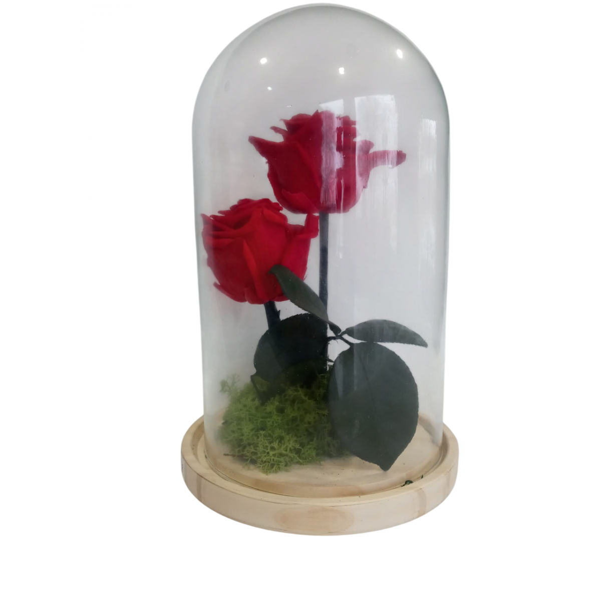 Cupula con dos rosas preservadas