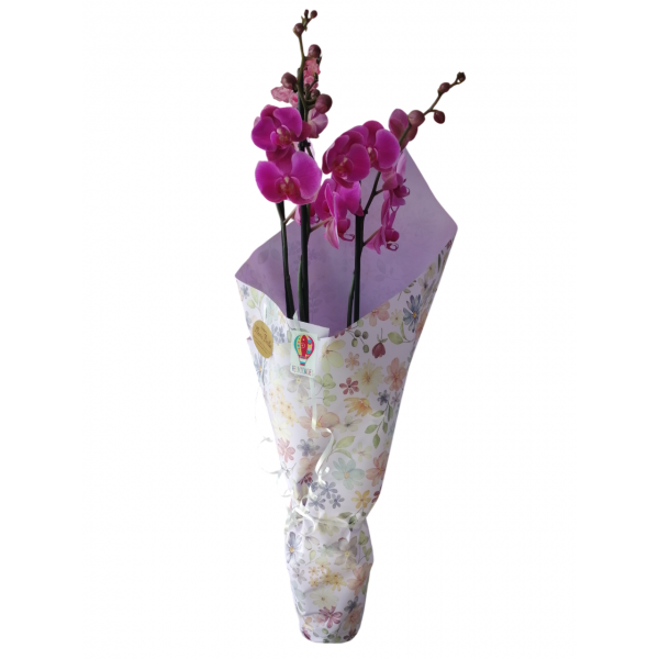 Phalaenopsis con papel de regalo