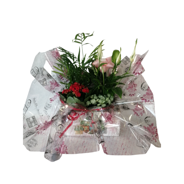 Cajita de plantitas variadas