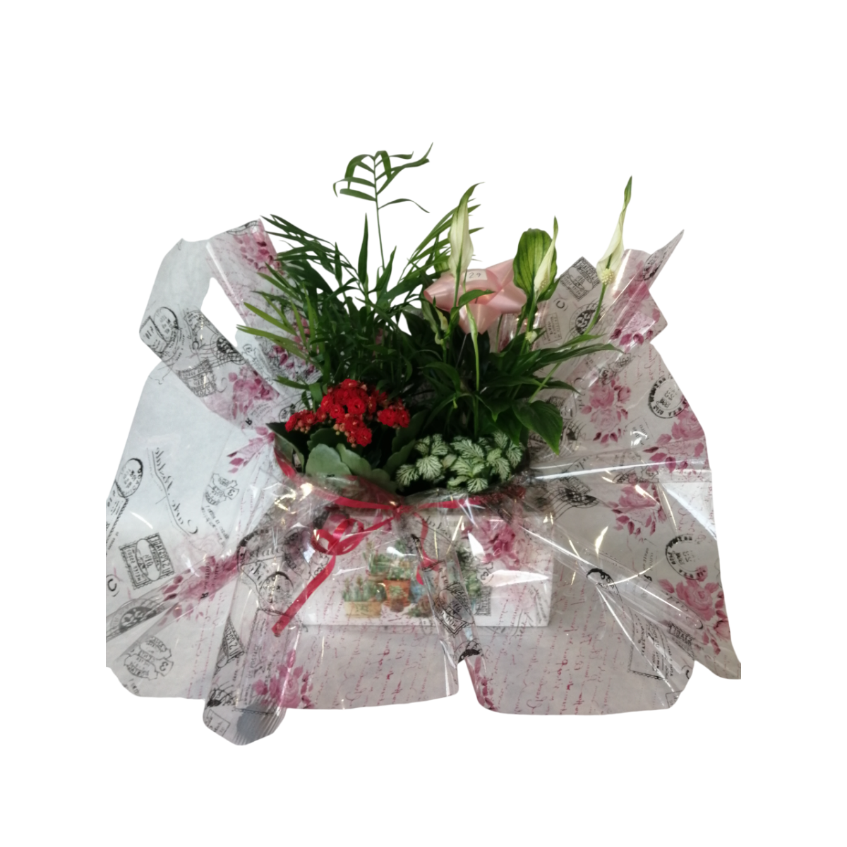 Cajita de plantitas variadas