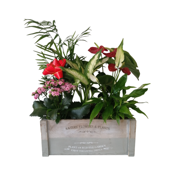 Caja con variedad de plantas