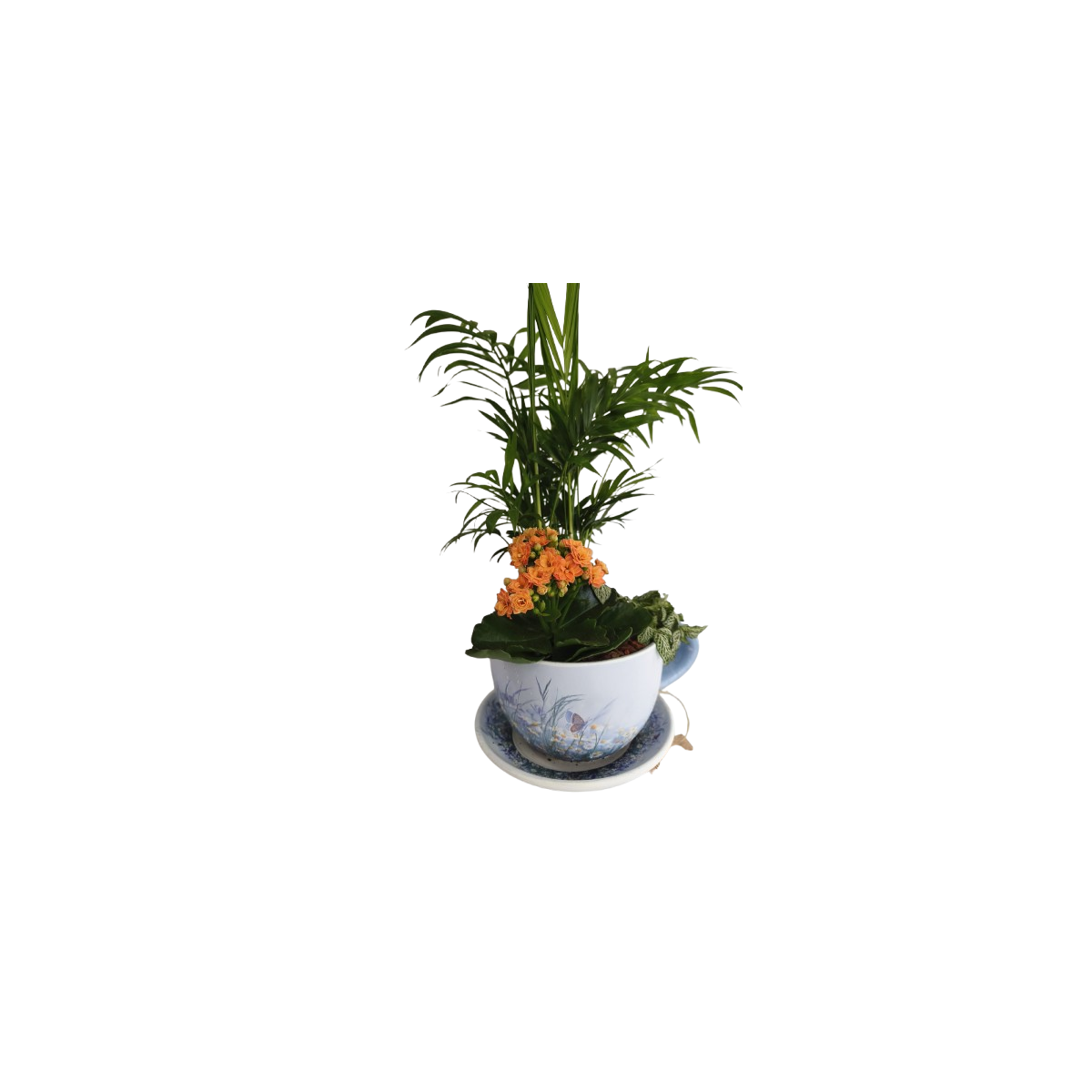 Taza pequeña  de plantas naturales