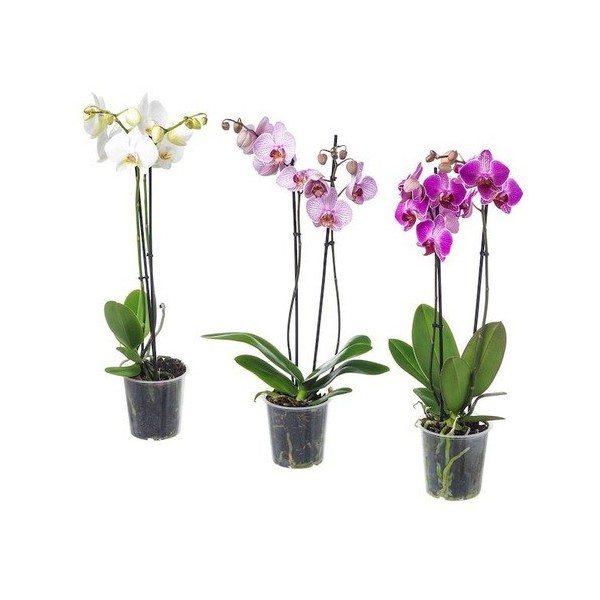 phalaenopsis de colores