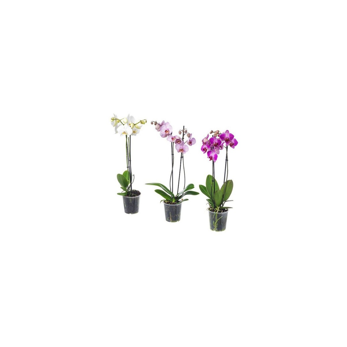 phalaenopsis de colores