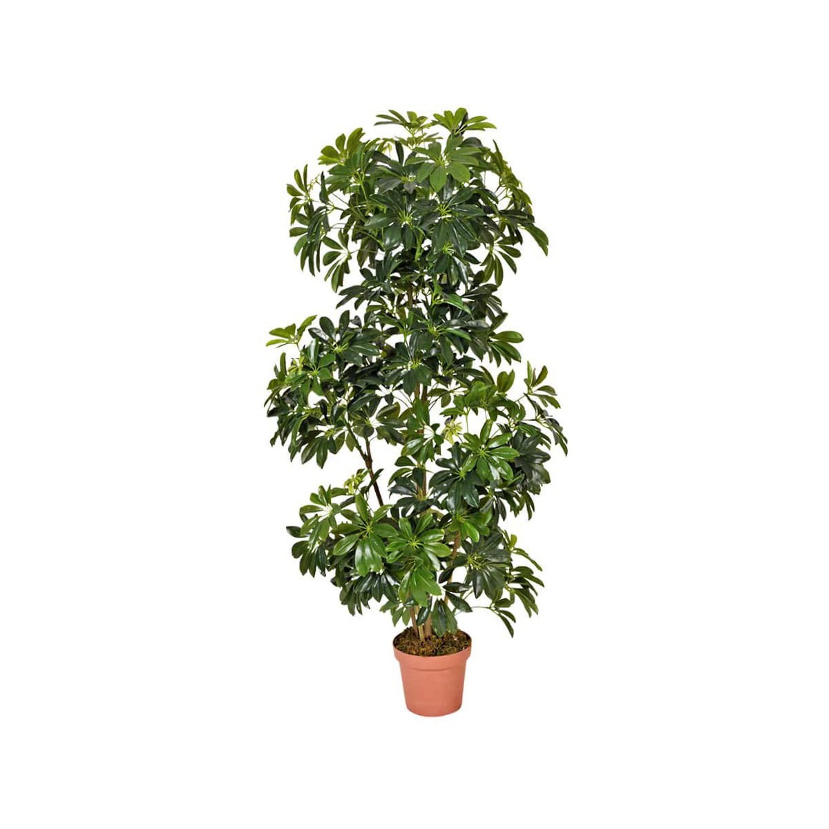 Cheflera artificial.