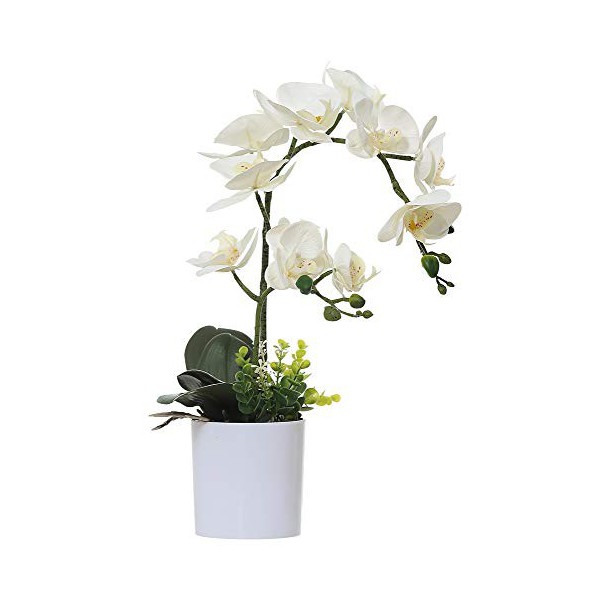 Phalaenopsis artificial