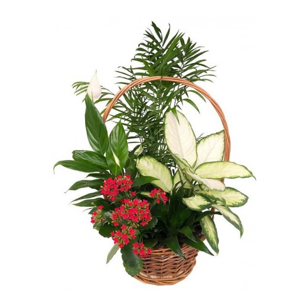 Cesta de mimbre de plantas